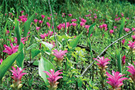 Hill Turmeric