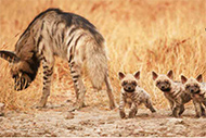 Hyena - Bhavatal