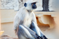 Langur