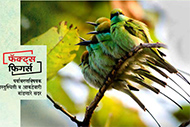Bee-eater