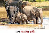 Elephants