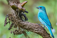 Flycatcher