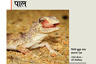 Gecko