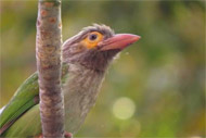 birding