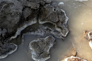 gharial