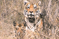 t4-tiger