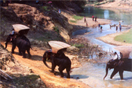 Laos Elephants