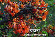 Palash - Bhavatal