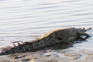 Gharial
