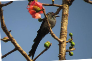 birding