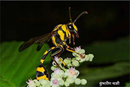 Wasp